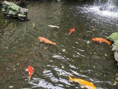 -广州白天鹅宾馆