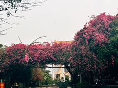 -瑞丽独树成林风景区