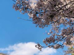 -樱花山风景区