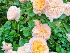 -人民公园(罗湖区)