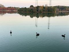 -昆山城市生态森林公园
