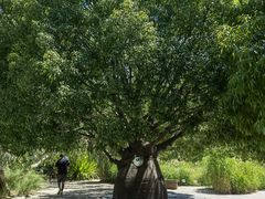 -墨尔本皇家植物园