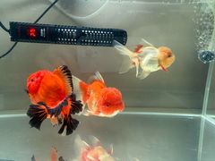 -云阿蛮云南生烫牛肉米线(奉贤路店)