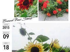 花卉-田园东方蜜桃村的田野营地