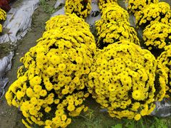 -中国天府农业博览园