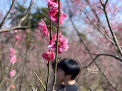 -游子山休闲旅游区