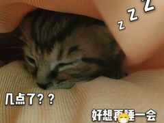 -瑞鹏宠物医院·骨外科·心肾科·肿瘤科(九亭店)