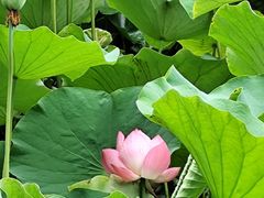 -莲湖公园