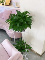 -莲姿娜半永久纹眉皮肤管理