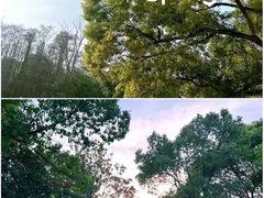 -上海共青森林公园