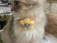 -平行世界·猫咖(首经贸店)