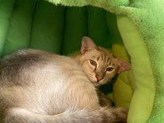 -Cappucimeow猫咪咖啡馆(韦伯时代店)