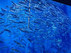 -成都浩海立方海洋公园