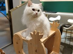 -飞行喵MR PILOT|猫舍·猫咖(静安大融城店)