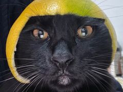 -萌兽医馆·犬猫专科·眼科中心·宠物医院(朝阳门分院)