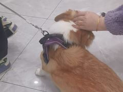 -瑞鹏宠物医院·超声·骨科·奇麟分院(蜀都万达店)