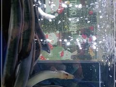 -本炙炭烤·蒲烧活鳗料理店(金沙洲店)