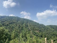 -树山生态村