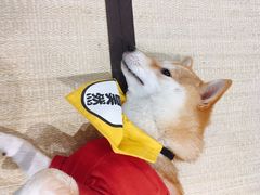 -逗柴咖啡屋·狗咖猫咖宠物桌游