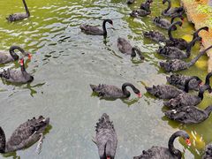 -深圳野生动物园