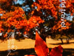 -五角枫生态旅游景区
