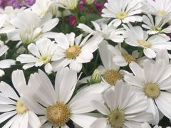 -荷兰花海