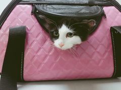 -爱侣宠医·鹦鹉专科·小型哺乳类·异宠专科(灵石路店)