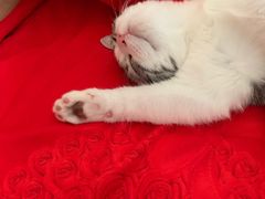 -Bastet sally猫舍购宠(静安店)