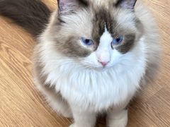 -这儿没有猫·猫咖萌宠馆·撸猫