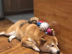 -柴务处·柴犬主题狗咖