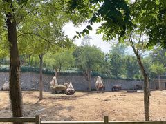 -石家庄市动物园