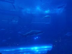 -迪拜水族馆及水下动物园