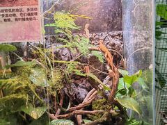 -上海大自然野生昆虫馆