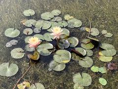 -荷花大观园