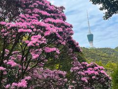 -梧桐山风景名胜区