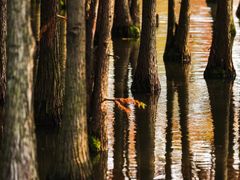 -白鹭湾湿地公园