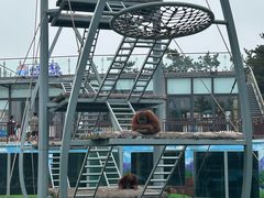 -西霞口神雕山野生动物世界