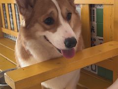 -我爱猫咪·猫咖·狗咖·安哥拉兔·羊驼咖(小寨华旗店)