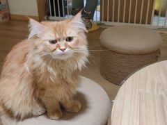 -猫腻·猫咖·撸猫馆(星光大道店)