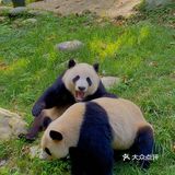 熊猫🐼