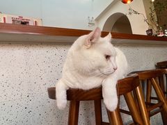 -有猫主题·治愈系猫咖(曾厝垵店)