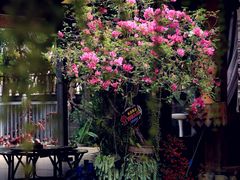 -西双版纳傣族园