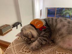 -猫友咖啡店(玉林西路店)