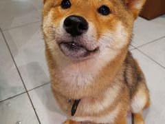 -柴务处·柴犬主题狗咖