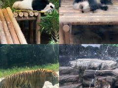-深圳野生动物园