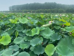 -渌洋湖湿地公园