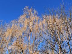 -大兴滨河森林公园