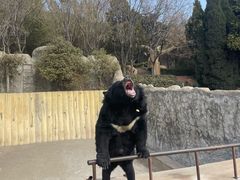 -东方熊牧场
