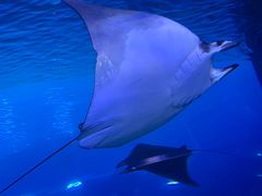 -迪拜水族馆及水下动物园