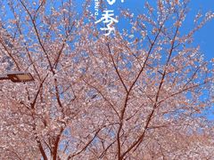 -樱苑(四川北路店)